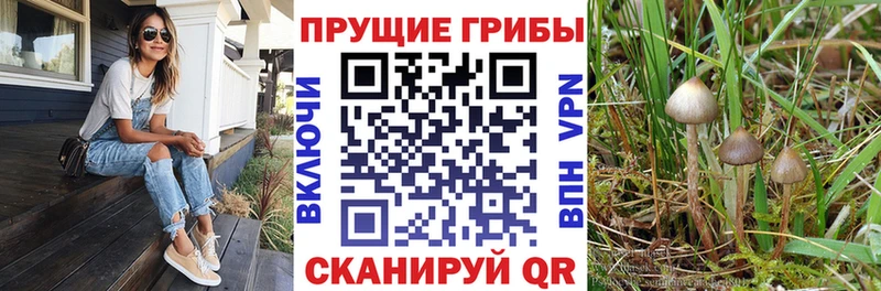 Галлюциногенные грибы прущие грибы  даркнет сайт  Жирновск 